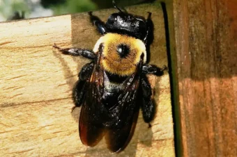 Carpenter Bee